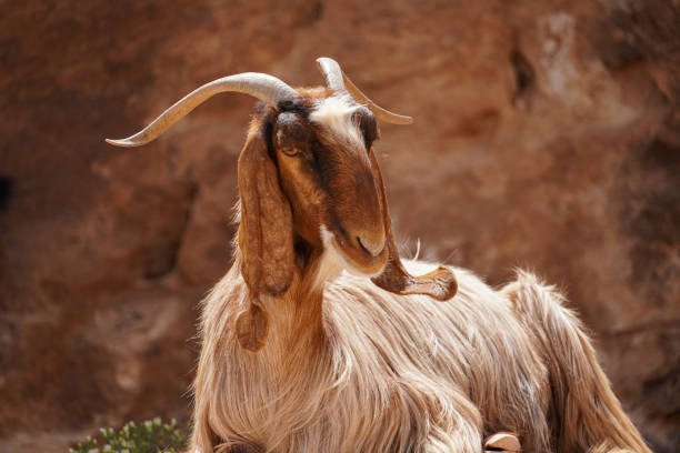 Somali Goat